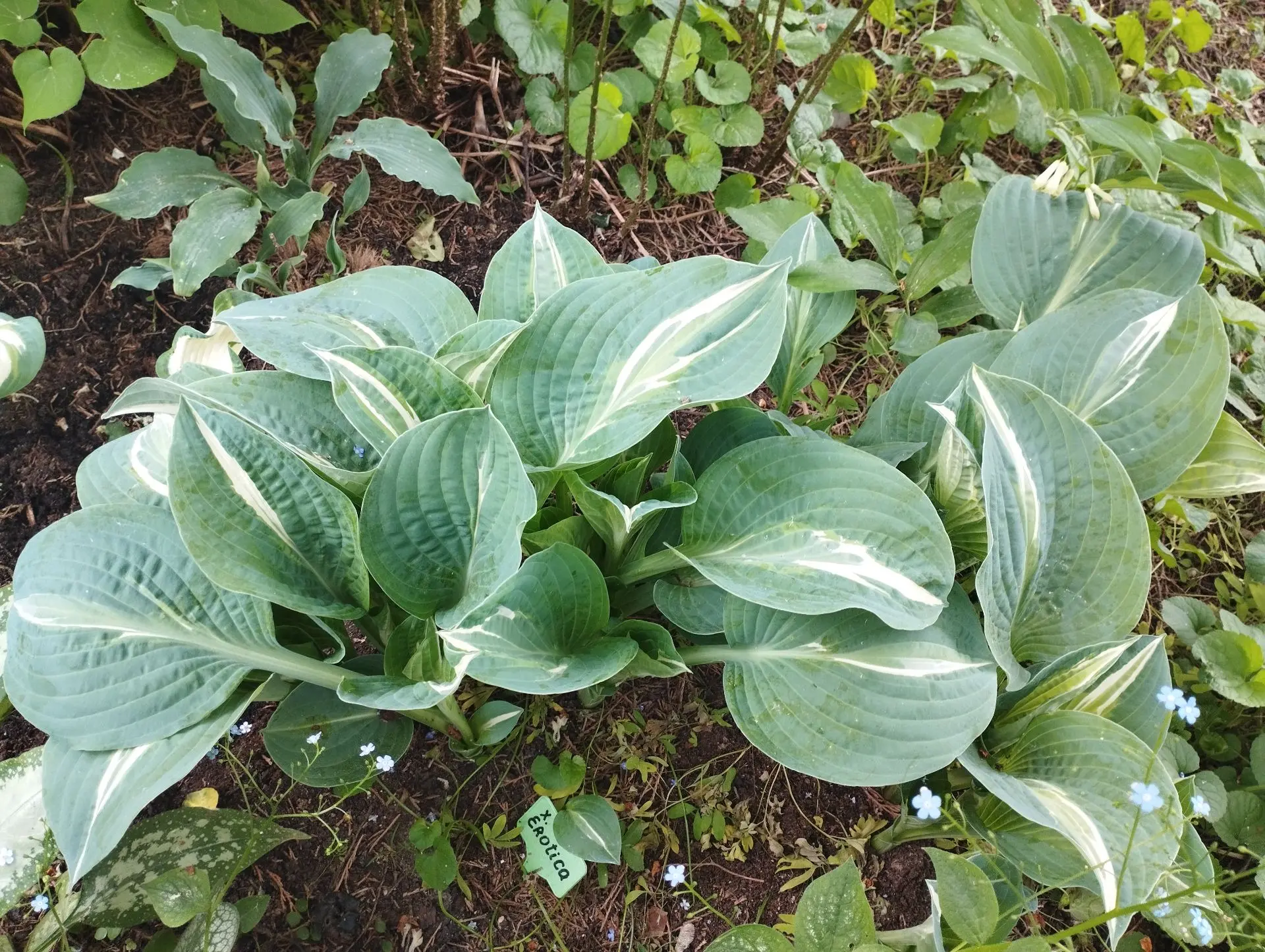 Хоста Erotica (M)