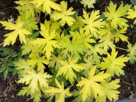 Герань Ann folkard