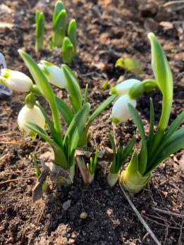 Белоцветник Весенний