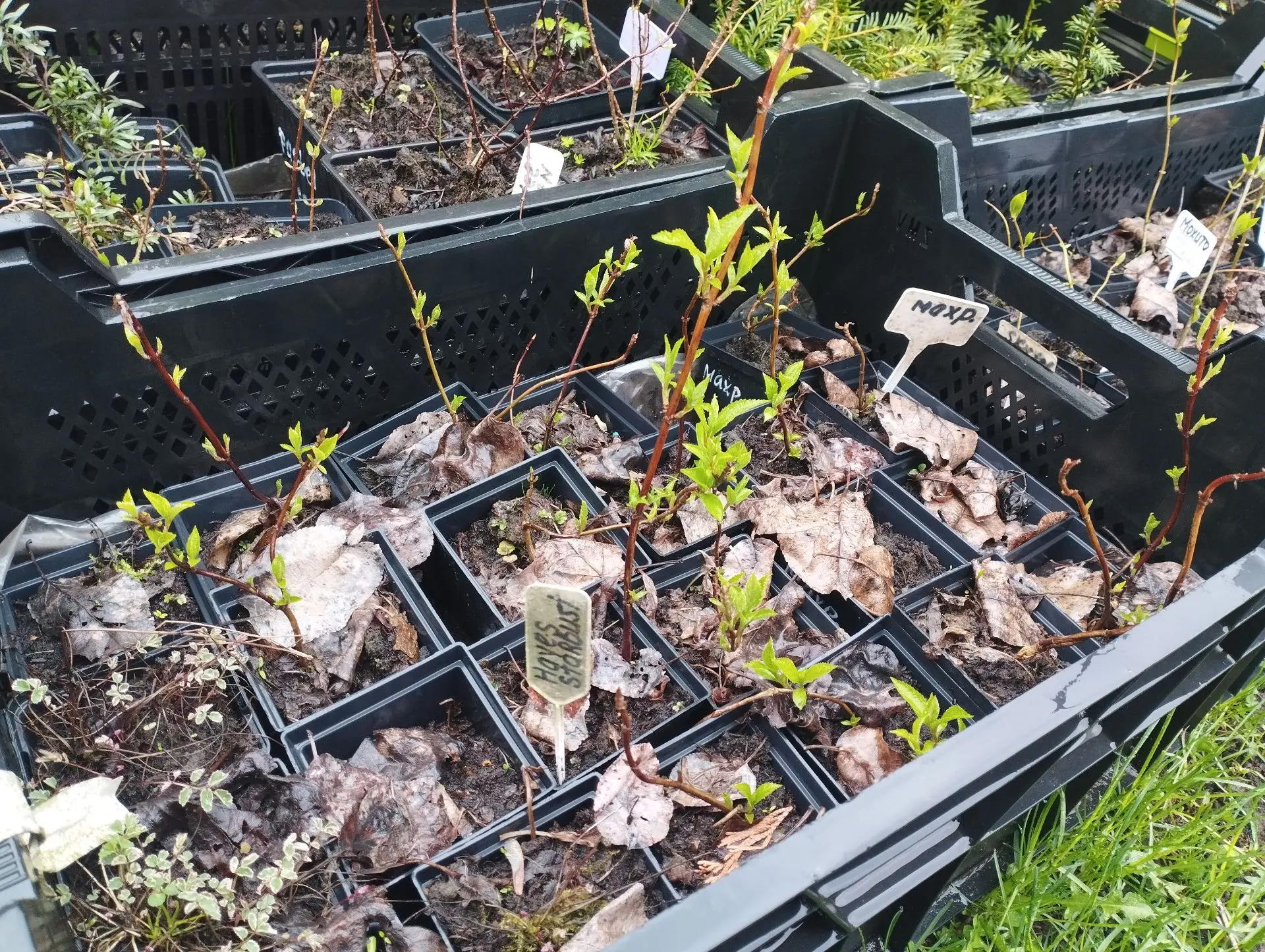 Гортензия метельчатая Little spooky