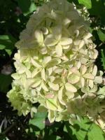 Гортензия метельчатая Skyfall