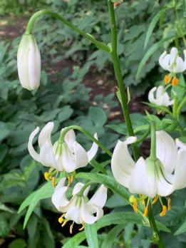 Лилия Snowy morning (мартагон)