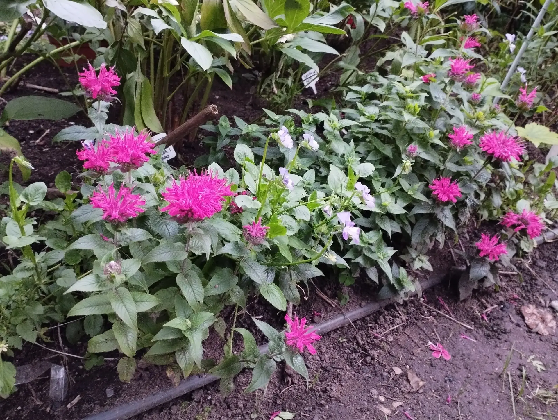 Монарда Purple lace