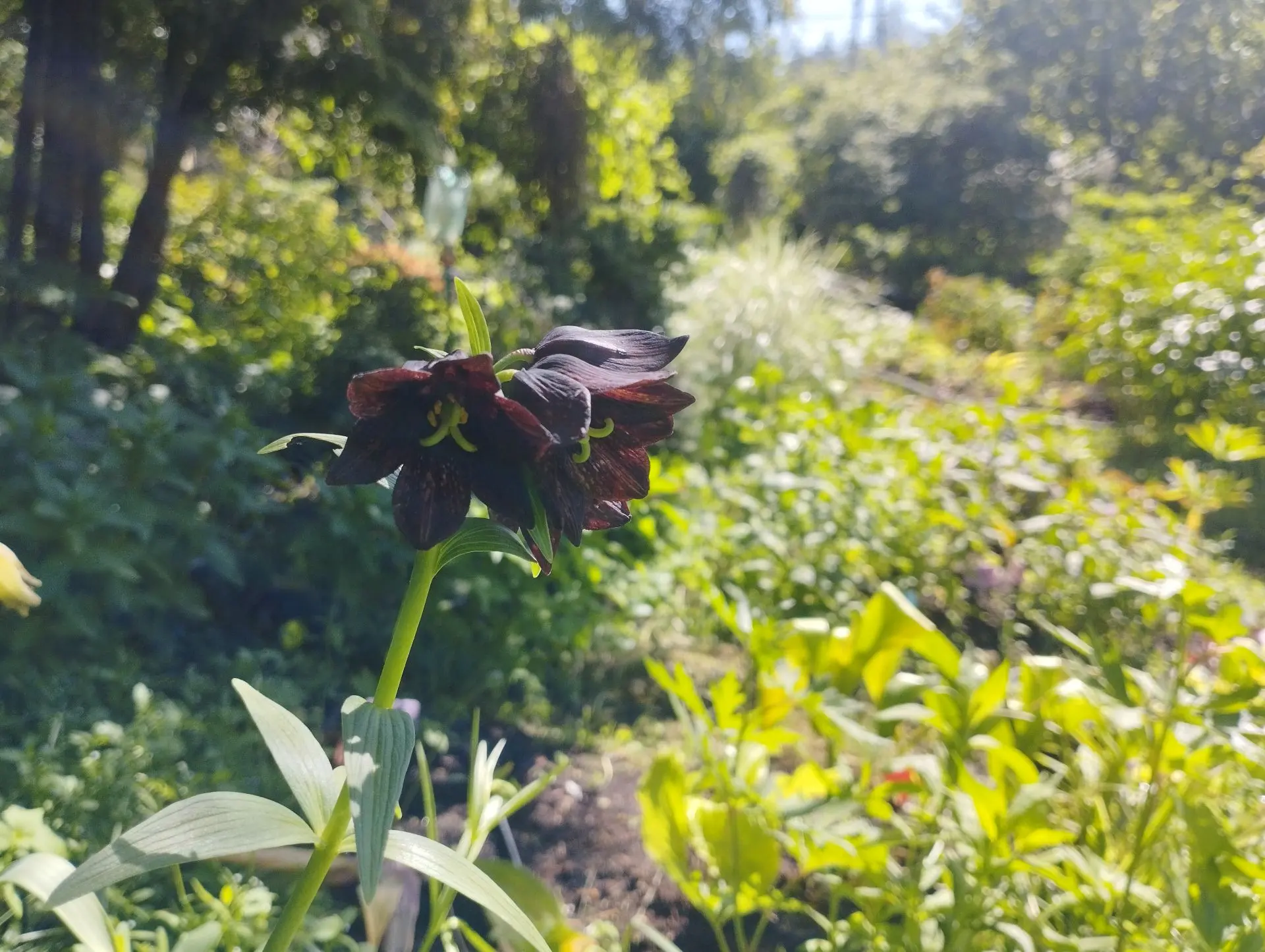 Рябчик Камчатский