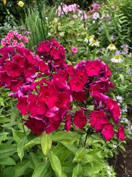 Флокс Эсмеральда (В.И. Егорова 2009 г.)