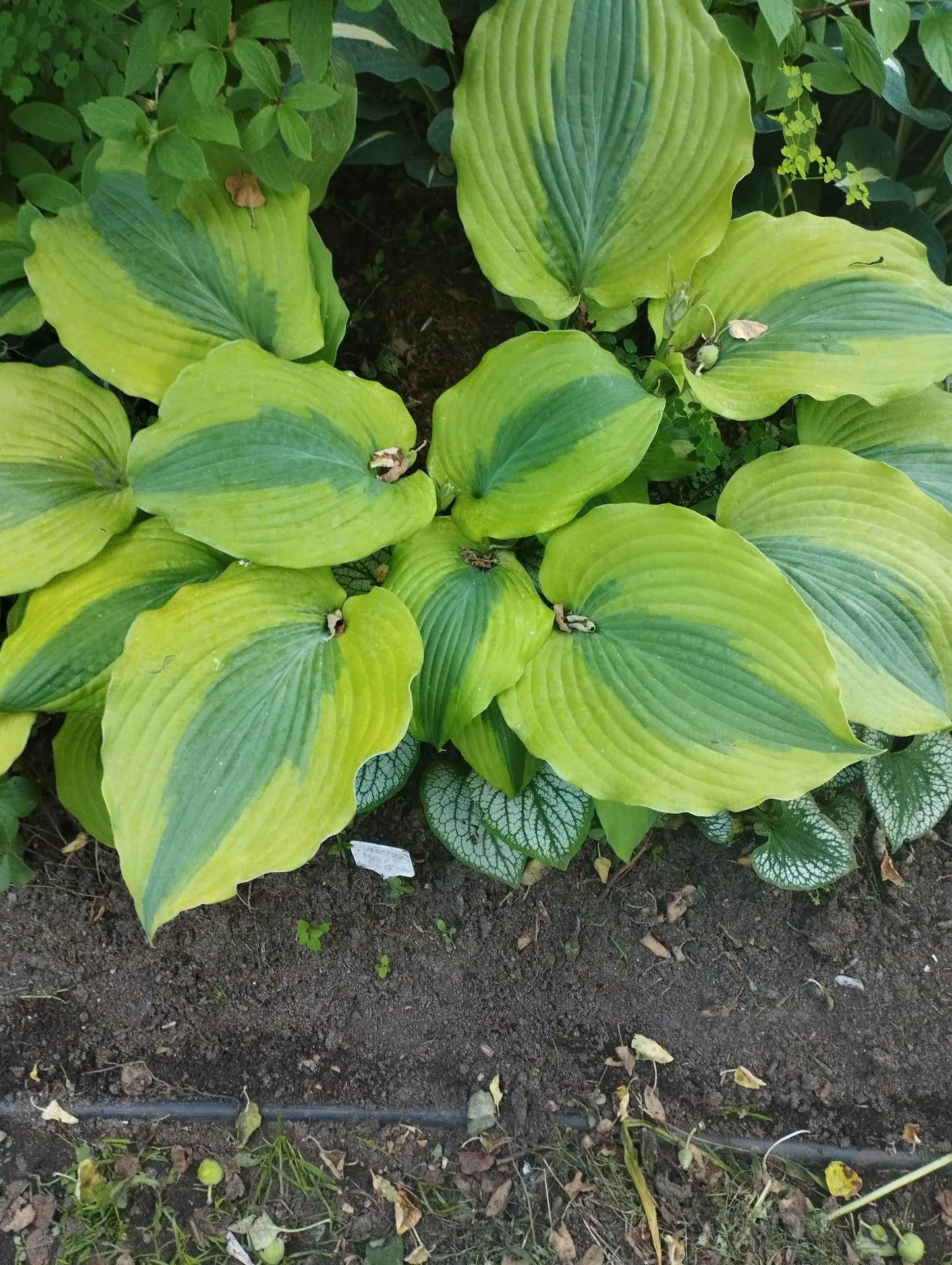 Хоста Moon split (M)