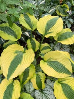 Хоста Moon split (M)