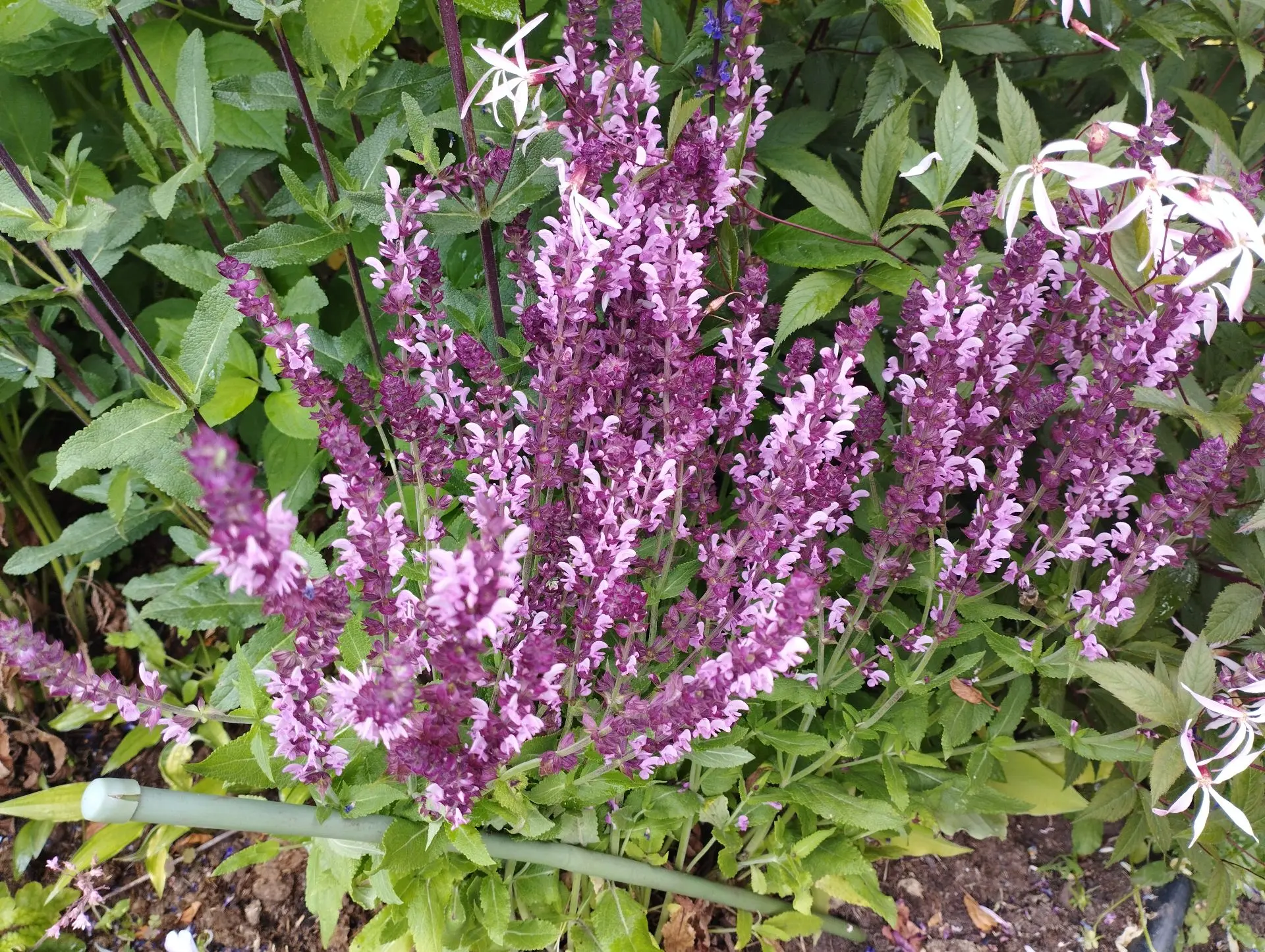 Шалфей Dimension rose (Дубравный)