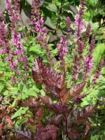 Шалфей Dimension rose (Дубравный)