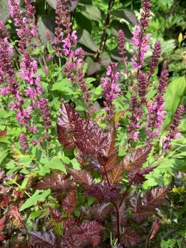 Шалфей Dimension rose (Дубравный)