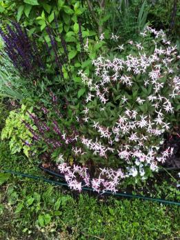 Шалфей Dimension rose (Дубравный)