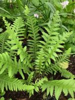 Папоротник Вудсия (Многорядниковая)