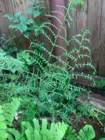 Папоротник Linearis polydactyla Щитовник мужской (Dryopteris filix-mas)
