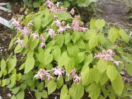 Горянка Akagiza kura