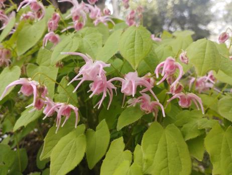 Горянка Akagiza kura