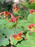 Горянка Akane