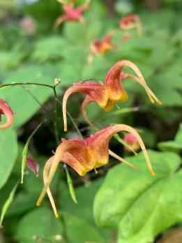 Горянка Akane