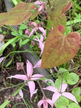 Горянка Brachurhizum crc 940447