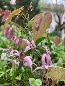 Горянка Brachurhizum crc 940447