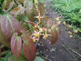 Горянка Fargii og