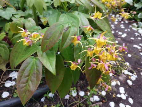 Горянка Fargii og