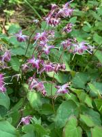 Горянка Freya