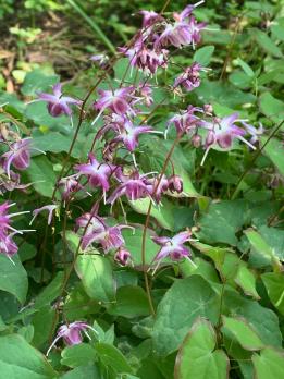 Горянка Freya