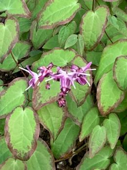 Горянка Freya