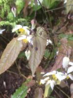 Горянка Mandarin star