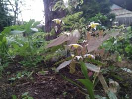 Горянка Mandarin star