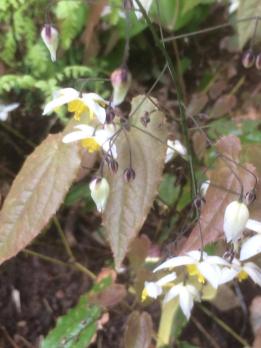 Горянка Mandarin star