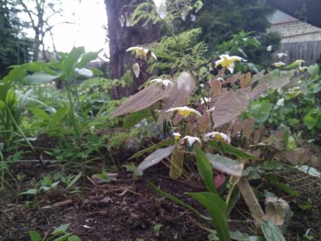 Горянка Mandarin star