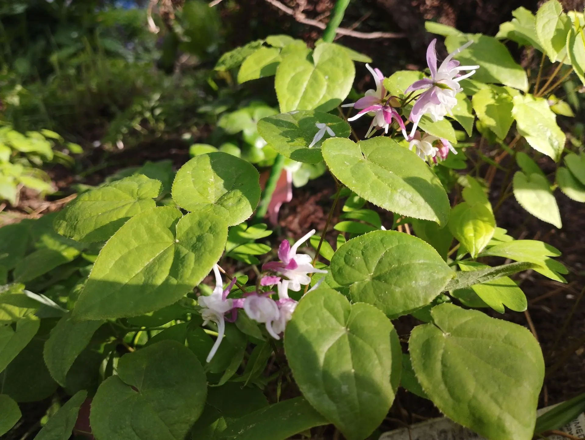 Горянка Mugawa gen-pan