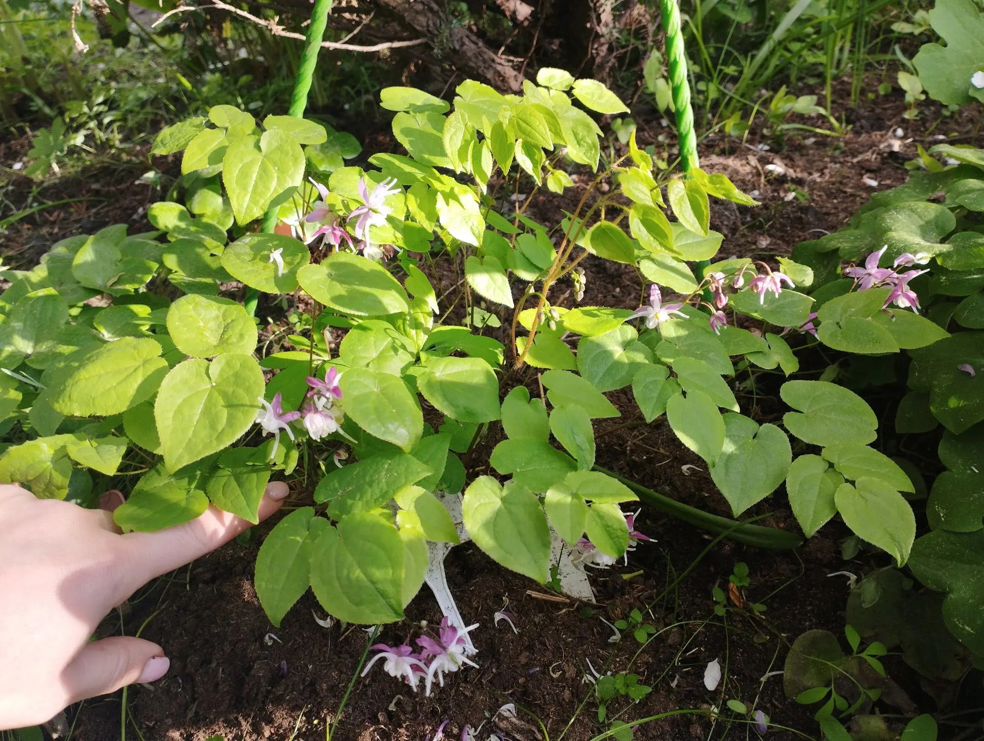 Горянка Mugawa gen-pan