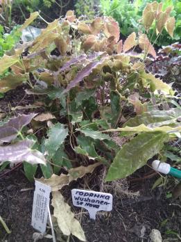 Горянка Wushanense nova spiny leaved form ss 014631