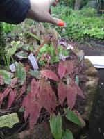 Горянка Zhushanense  022403