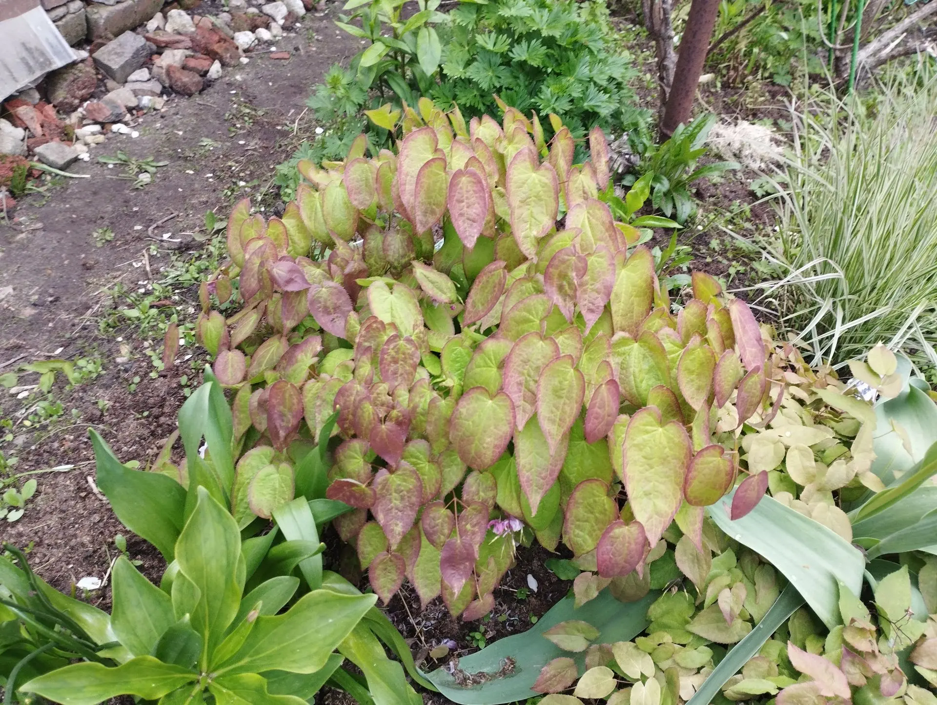 Горянка Bicolor gigant