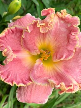 Лилейник Shores of time