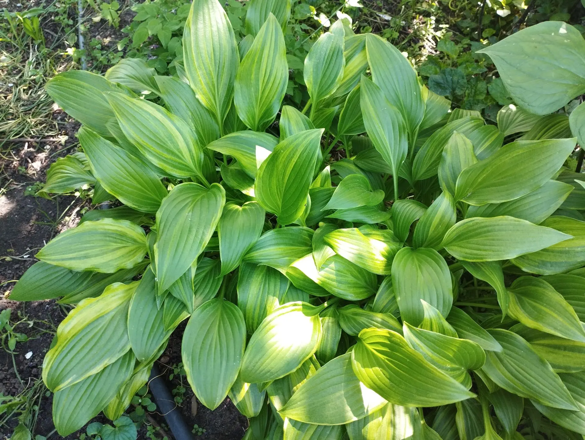 Хоста Swirls (S)