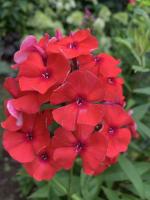 Флокс Юник оранж (J. Verschoor)