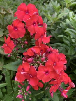 Флокс Юник оранж (J. Verschoor)