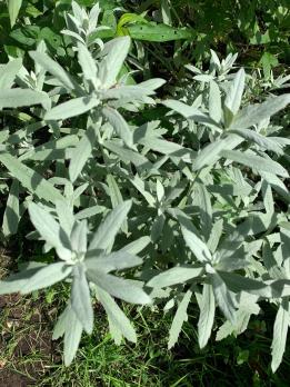 Полынь Пурша