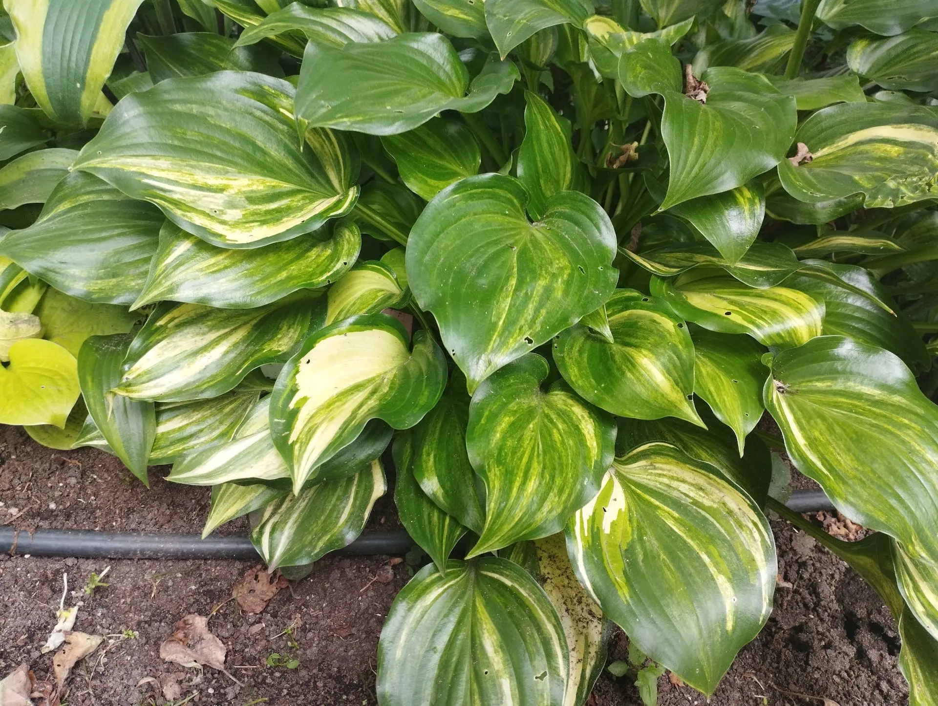 Хоста The sweetest things (S-M)