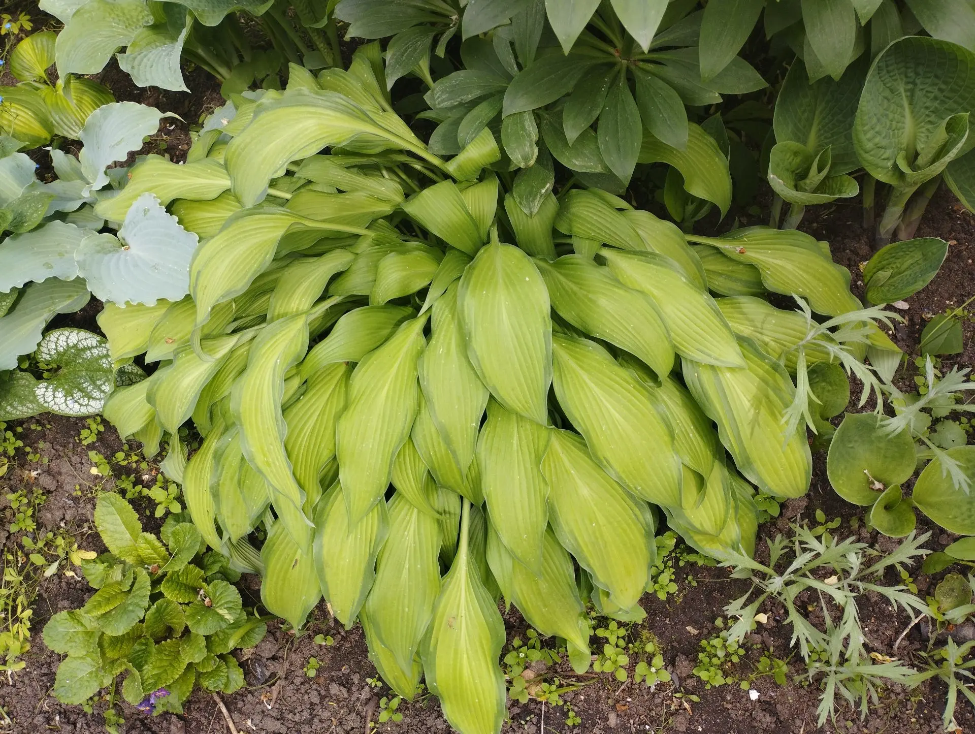 Хоста Pineapple upside down cake (M-S)