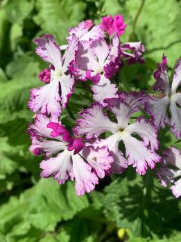 Примула lacy lady (Зибольда)