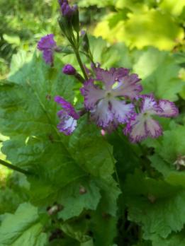 Примула lacy lady (Зибольда)