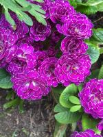 Примула Трегор труфль без описания